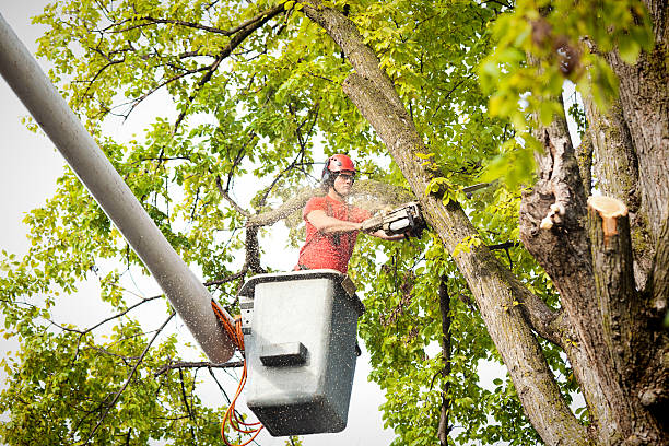 Trusted Rothsville, PA Tree Service Experts